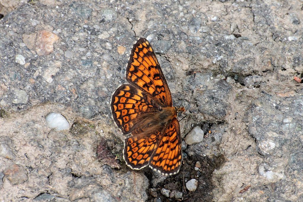 Melitaea cinxia?